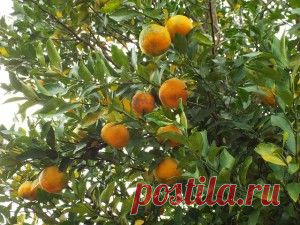 Бергамот и бергамотовое масло: польза и вред -