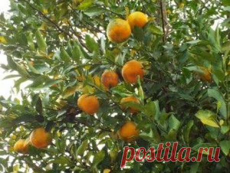 Бергамот и бергамотовое масло: польза и вред -