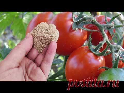 Томаты в миг завяжутся пучками. Щепотка этого