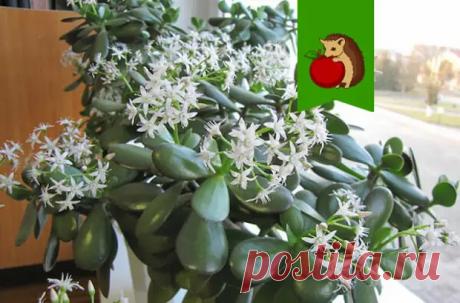 5 шагов и денежное дерево даст бутоны и начнет обильно цвести