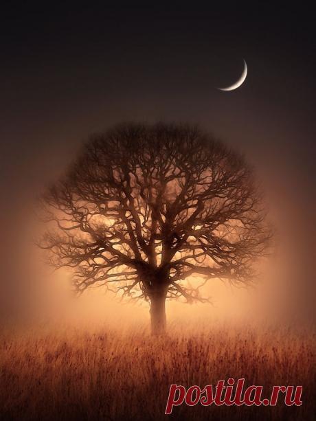 Misaki S  Tree &amp; Path