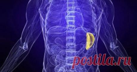 Все о селезенке