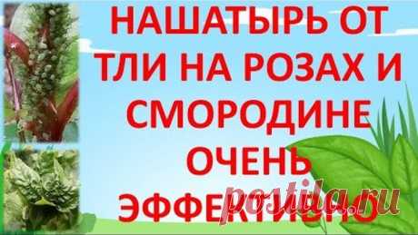 НАШАТЫРНЫЙ СПИРТ ОТ ТЛИ НА РОЗАХ И СМОРОДИНЕ🐛🐜🐞