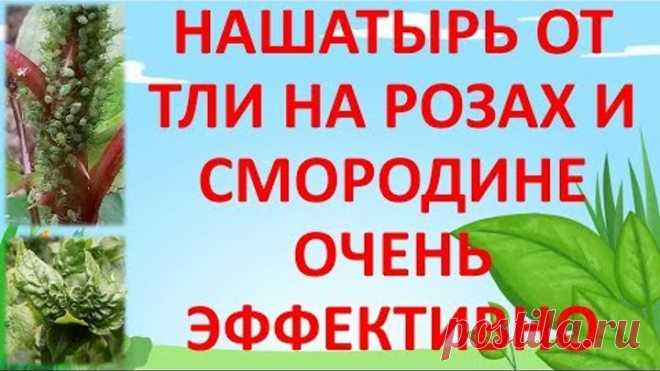 НАШАТЫРНЫЙ СПИРТ ОТ ТЛИ НА РОЗАХ И СМОРОДИНЕ🐛🐜🐞