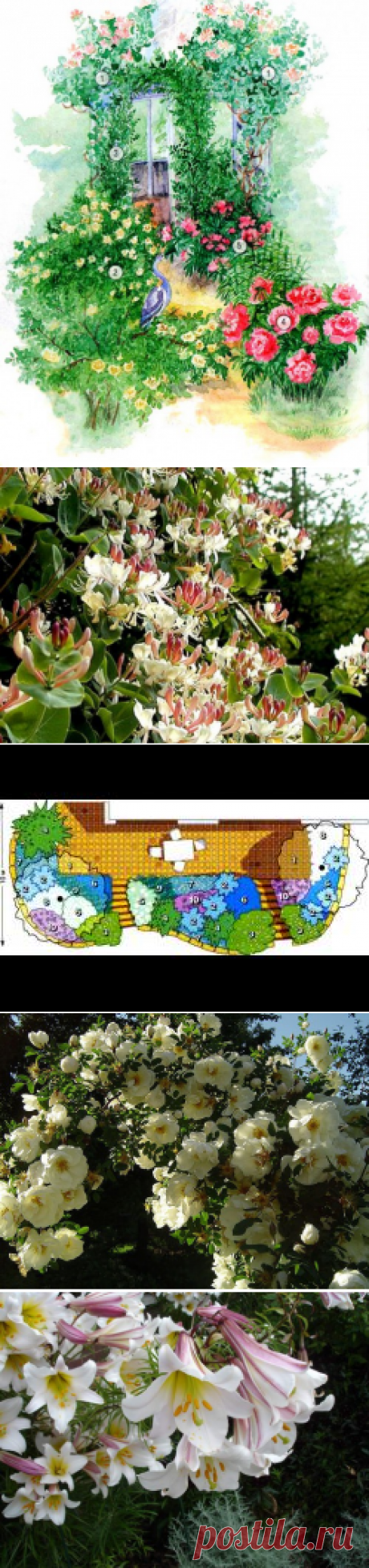 Ароматный цветник около беседки на Sadogolik.ru