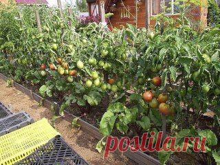 МОЙ САД |Дача, загородный дом, огород, растения