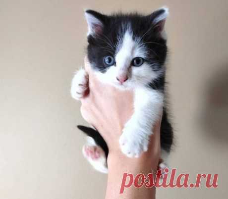 Брошенные кошечки, которые еще не растеряли все свои девять жизней и нашли новый дом
