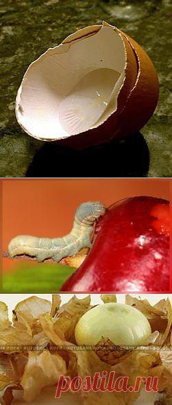 КАК ПОБОРОТЬ ВРЕДИТЕЛЕЙ БЕЗ ХИМИИ..