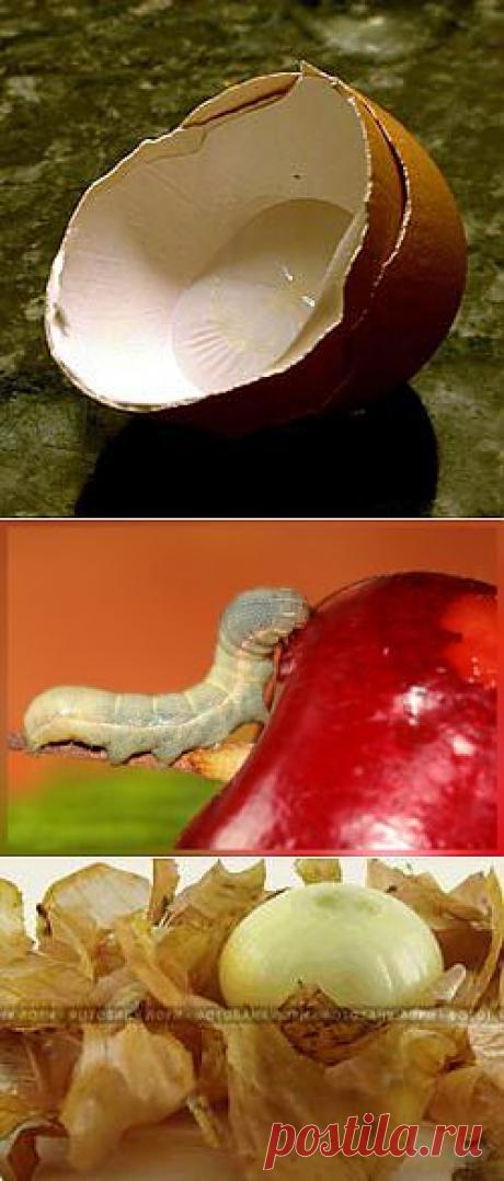 КАК ПОБОРОТЬ ВРЕДИТЕЛЕЙ БЕЗ ХИМИИ..