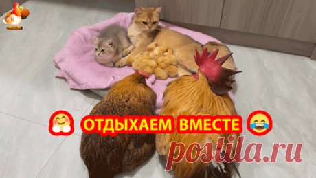 Сиеста дружной семьи, прогулка Цыплят с Курицей и добрые игры Кошек ❣️🤗😂 | Курочка | Дзен