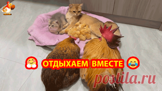 Сиеста дружной семьи, прогулка Цыплят с Курицей и добрые игры Кошек ❣️🤗😂 | Курочка | Дзен