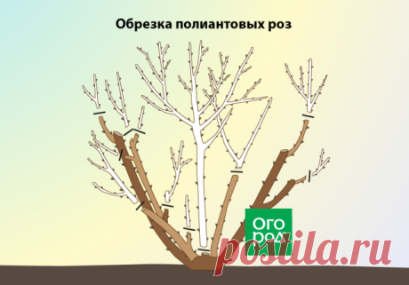 Обрезка роз после цветения – подробная инструкция для начинающих
