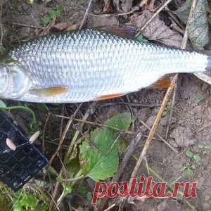 Когда менять кормушку на грузило - МирТесен