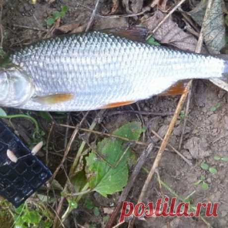 Когда менять кормушку на грузило - МирТесен