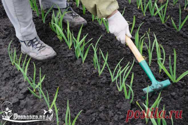 Подкормка чеснока весной и летом для достижения высокой урожайности