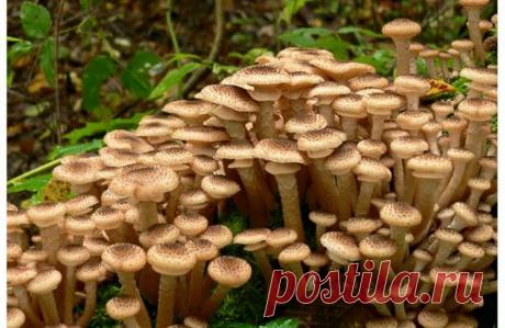 (6) "сад Души"