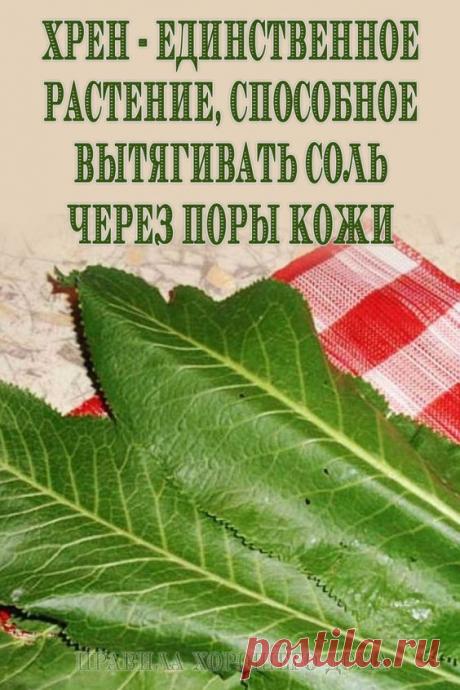 Хрен — единственное растение, способное вытягивать соль через поры кожи