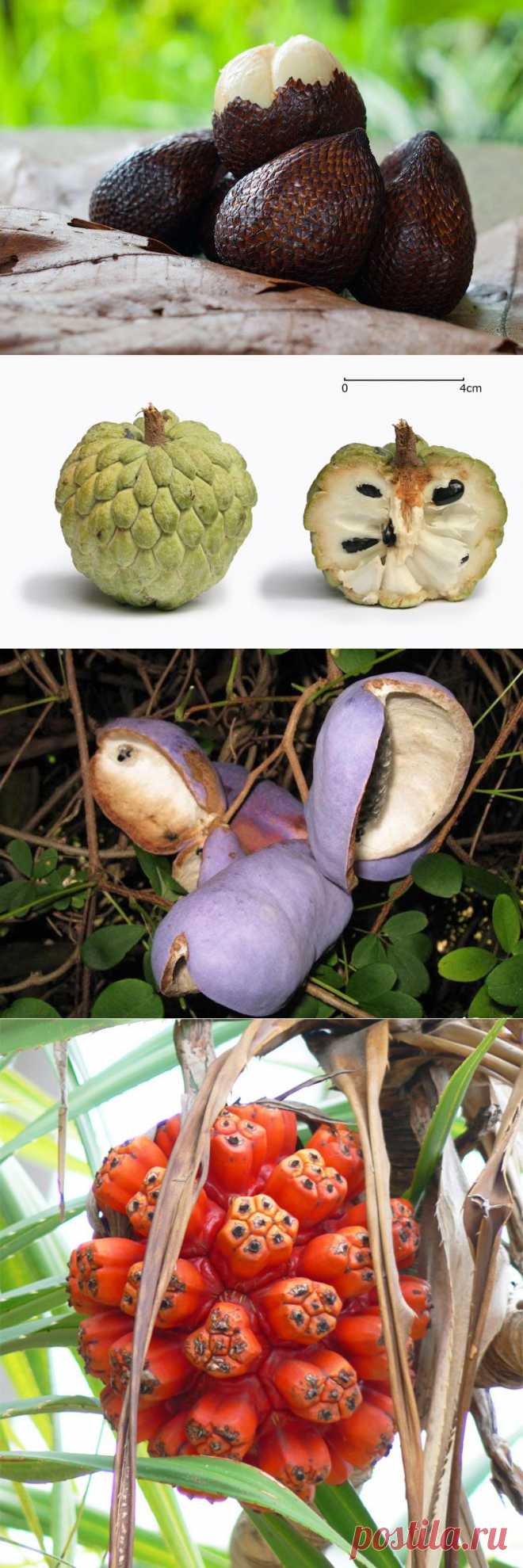 ТОП-5 экзотических фруктов, которые обязательно нужно попробовать