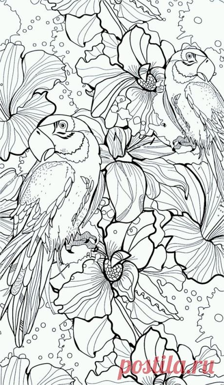 coloring for adults - kleuren voor volwassenen | Kleuren