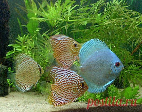 Рыба - морской еж