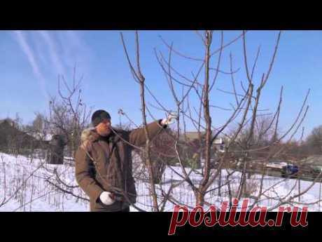 Обрезка черешни (2015)