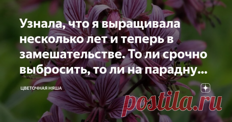 Узнала, что я выращивала несколько лет и теперь в замешательстве. То ли срочно выбросить, то ли на парадную клумбу посадить Есть в моем саду несколько безымянных растений, которые куплены мной в давние времена, когда в саду был "винегрет", Винегрета давно нет, но некоторые растения остались, и ездят по саду то туда, то сюда.  Растение, о котором пойдет речь, я, купила на рынке у бабульки, и запомнила, что его название как-то связано с религией. Растение  меня привлекло сво...