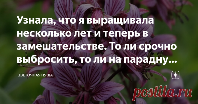 Узнала, что я выращивала несколько лет и теперь в замешательстве. То ли срочно выбросить, то ли на парадную клумбу посадить Есть в моем саду несколько безымянных растений, которые куплены мной в давние времена, когда в саду был 