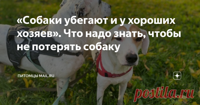 «Собаки убегают и у хороших хозяев». Что надо знать, чтобы не потерять собаку Статья автора «Питомцы Mail.ru » в Дзене ✍: Блиц: 5 вопросов и ответов — Сколько найденных при вашем участии собак имели адресники?
— 10%. Если не меньше. — Ошейник или шлейка?