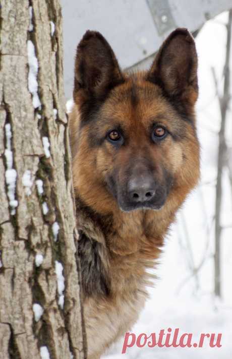Метис хаски и немецкой овчарки - 62 фото - картинки: смотреть онлайн