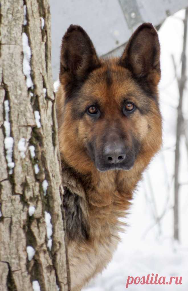 Метис хаски и немецкой овчарки - 62 фото - картинки: смотреть онлайн