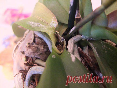 Гниль шейки фаленопсиса — Клуб любителей орхидей