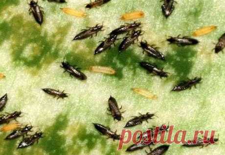 Что делать, если завелись трипсы на фиалках