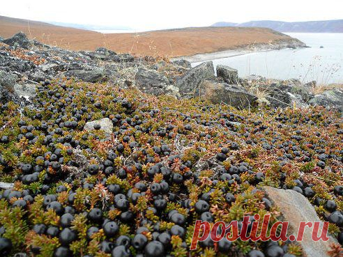 ШИКША!!!ЛЮБИМАЯ ЯГОДА ДЕТСТВА!!!
Жанна Примашова (Анаева)

Чукотка. Природа.