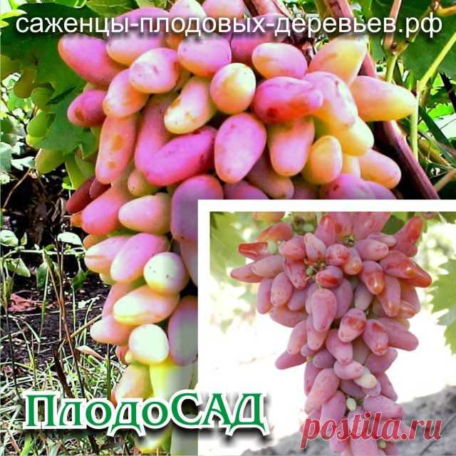 Саженцы ВИНОГРАДА «ОРИГИНАЛ» ПОЧТОЙ - - Интернет-магазин саженцев плодовых деревьев «ПлодоСАД»