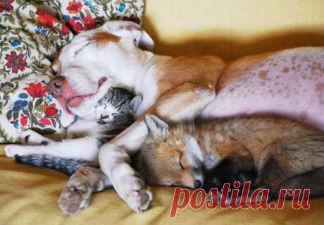 Спящие приятели, которые едва ли подружились бы в обычной жизни