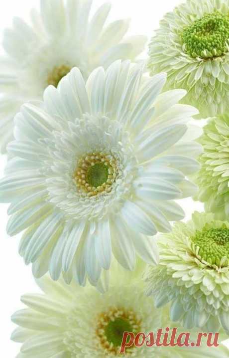 White flowers