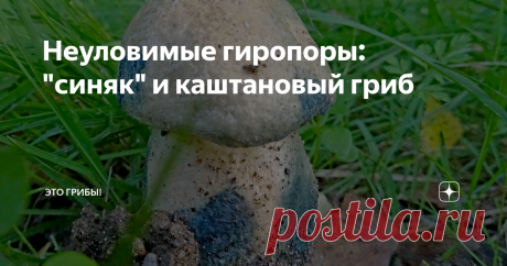 Неуловимые гиропоры: "синяк" и каштановый гриб Каждому свои грибные мечты. Один грезит о трюфелях под сенью средиземноморской дубравы. Другому не дает спать пыльная Африка с гигантскими, будто в бреду, термитными рядовками. Третий проще: его занимают тайны сатанинского гриба и мухомора им. Цезаря. Общего у них то, что все эти мечты - приятные мечты. Бывает, жизнь складывается иначе.
Представьте себе грибы... ну, хорошие трубчатые грибы. Целый