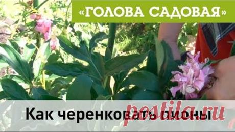 Голова садовая -Как черенковать пионы