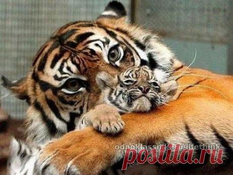 Не обижай того, кто не в силах обидеть тебя.