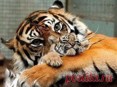 Не обижай того, кто не в силах обидеть тебя.