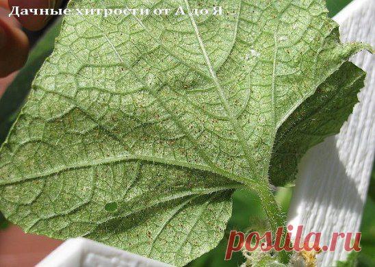 обработка от паутинного клеща и тли