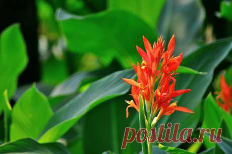 10 популярных не зимостойких луковичных. Фото — Ботаничка