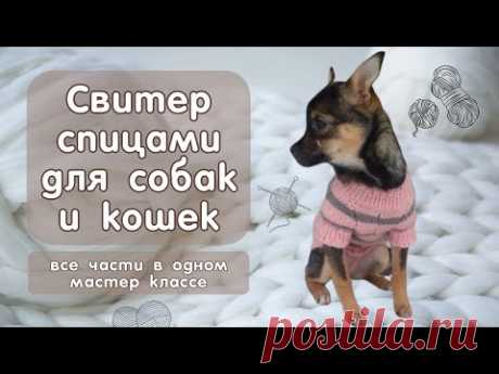 Как связать свитер спицами для собак и кошек, все части