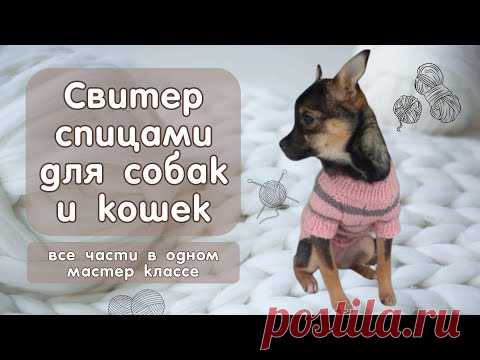 Как связать свитер спицами для собак и кошек, все части