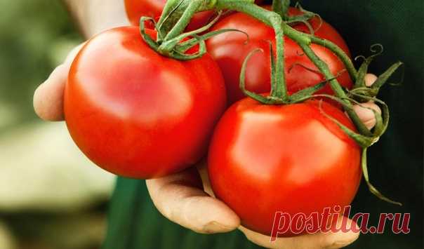 ВСЕ ЧТО НУЖНО ЗНАТЬ О ТОМАТАХ!
!!!ШПАРГАЛКА НА ЛЕТО!!!

ДЕДОВСКИЙ РЕЦЕПТ ДЛЯ ТОМАТОВ

Этот полузабытый дедовский рецепт я выписала из старой газетной подшивки, но опробовать все не было времени. Решилась наконец в прошлом году.

Рецепт очень прост.
В трехлитровую банку заливаю 2,6-2,7 л воды без хлора (отстоянной), добавляю 100 г разведенных теплой водой дрожжей и 0,5 ст. сахара.
Накрыв марлей, держу банку в тепле, время от времени взбалтывая содержимое.
Раствор готов, ког...