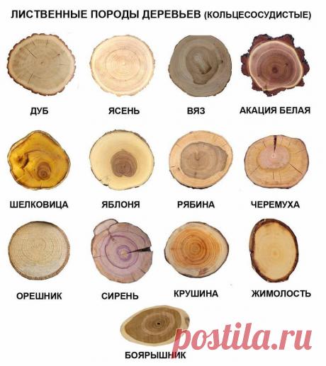 Определяем породу дерева по торцевому спилу