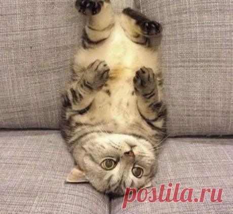 Кошки, которые явно не знают, как пользоваться диваном: 25 смешных фото