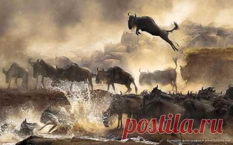 Sony World Photography Awards 2014. 24 триумфальных фотографий. Организаторы престижной премии по фотографии для начинающих любителей и состоявшихся профессионалов – Sony World Photography Awards, проводящие несколько ежегодных фото состязаний, объявили на днях победителей в открытом конкурсе, молодежной и национальной премиях.

* Победитель (Гонконг). Национальная премия: в июле каждого года в Кении (Африка) повторяется одна и та же душещипательная сцена миграции антилоп гну.