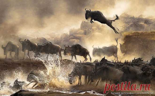 Sony World Photography Awards 2014. 24 триумфальных фотографий. Организаторы престижной премии по фотографии для начинающих любителей и состоявшихся профессионалов – Sony World Photography Awards, проводящие несколько ежегодных фото состязаний, объявили на днях победителей в открытом конкурсе, молодежной и национальной премиях.

* Победитель (Гонконг). Национальная премия: в июле каждого года в Кении (Африка) повторяется одна и та же душещипательная сцена миграции антилоп гну.