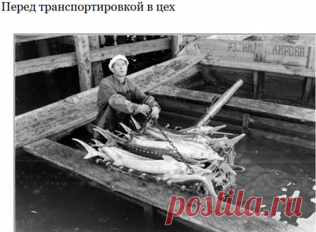 СССР. Наше "черное золото" или добыча икры в Астрахани в 1960 году. | Мы рождены в СССР... | Яндекс Дзен